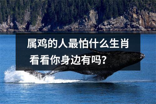 属鸡的人怕什么生肖看看你身边有吗？