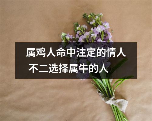 属鸡人命中注定的情人不二选择属牛的人