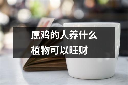 属鸡的人养什么植物可以旺财
