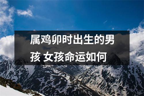 属鸡卯时出生的男孩女孩命运如何