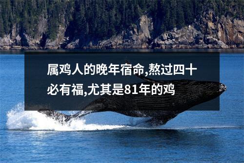 属鸡人的晚年宿命,熬过四十必有福,尤其是81年的鸡
