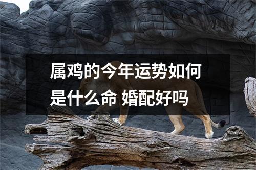 属鸡的今年运势如何是什么命婚配好吗