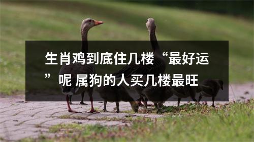 <h3>生肖鸡到底住几楼“好运”呢属狗的人买几楼旺