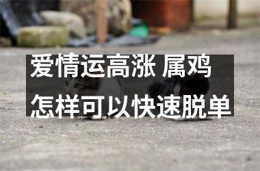 爱情运高涨 属鸡怎样可以快速脱单