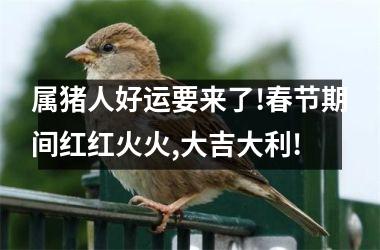 属猪人好运要来了!春节期间红红火火,大吉大利!