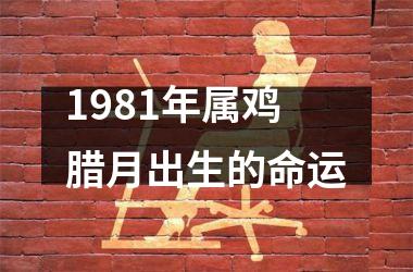 1981年属鸡腊月出生的命运