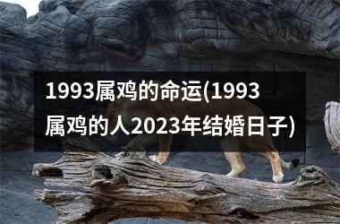 1993属鸡的命运(1993属鸡的人2025年结婚日子)