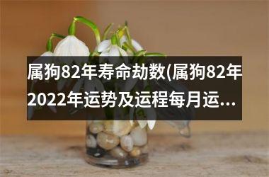 属狗82年寿命劫数(属狗82年2025年运势及运程每月运程)