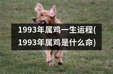 1993年属鸡一生运程(1993年属鸡是什么命)