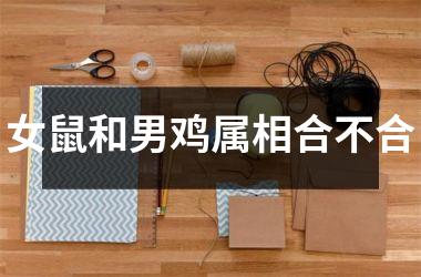 女鼠和男鸡属相合不合