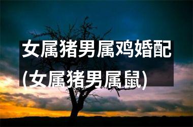 女属猪男属鸡婚配(女属猪男属鼠)