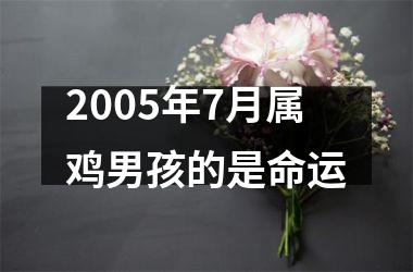 2005年7月属鸡男孩的是命运