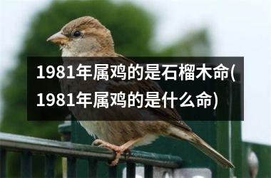 1981年属鸡的是石榴木命(1981年属鸡的是什么命)