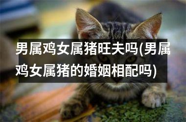 男属鸡女属猪旺夫吗(男属鸡女属猪的婚姻相配吗)