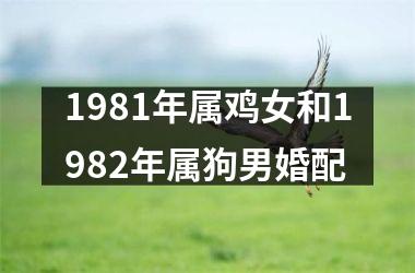 1981年属鸡女和1982年属狗男婚配