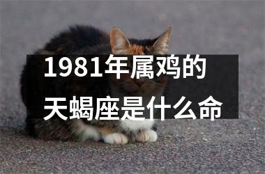 <h3>1981年属鸡的天蝎座是什么命