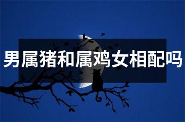男属猪和属鸡女相配吗