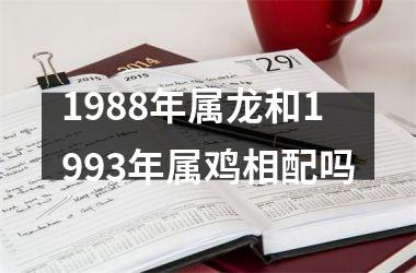 1988年属龙和1993年属鸡相配吗