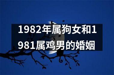 1982年属狗女和1981属鸡男的婚姻