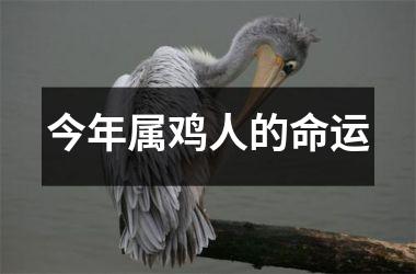 今年属鸡人的命运