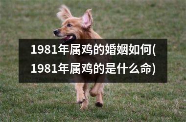 1981年属鸡的婚姻如何(1981年属鸡的是什么命)