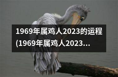 1969年属鸡人2023的运程(1969年属鸡人2023年运势运程每月运程)