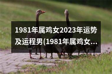 1981年属鸡女2023年运势及运程男(1981年属鸡女2023年运势及运程每月运程)