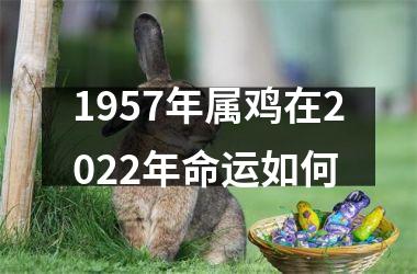 1957年属鸡在2025年命运如何