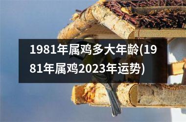 1981年属鸡多大年龄(1981年属鸡2023年运势)