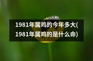 1981年属鸡的今年多大(1981年属鸡的是什么命)