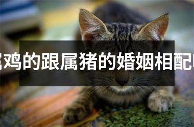 属鸡的跟属猪的婚姻相配吗