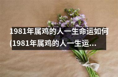 1981年属鸡的人一生命运如何(1981年属鸡的人一生运势如何)