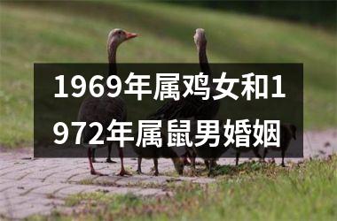 1969年属鸡女和1972年属鼠男婚姻