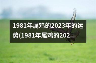 1981年属鸡的2025年的运势(1981年属鸡的2025年运势运程)