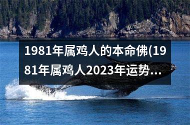 1981年属鸡人的本命佛(1981年属鸡人2025年运势及运程每月运程)