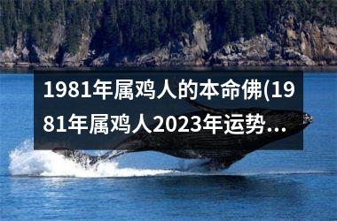 1981年属鸡人的本命佛(1981年属鸡人2023年运势及运程每月运程)