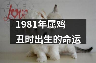 1981年属鸡丑时出生的命运