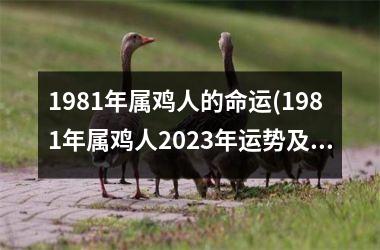 1981年属鸡人的命运(1981年属鸡人2025年运势及运程每月运程)