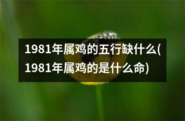 1981年属鸡的五行缺什么(1981年属鸡的是什么命)