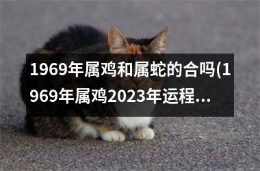 1969年属鸡和属蛇的合吗(1969年属鸡2025年运程)