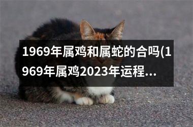 1969年属鸡和属蛇的合吗(1969年属鸡2023年运程)