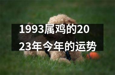 1993属鸡的2023年今年的运势