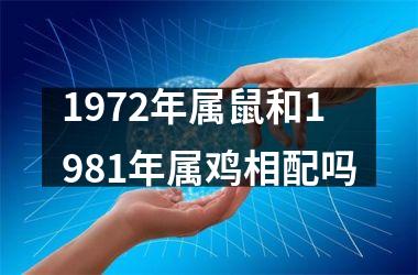 <h3>1972年属鼠和1981年属鸡相配吗