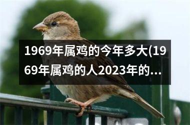 1969年属鸡的今年多大(1969年属鸡的人2023年的运势及运程)