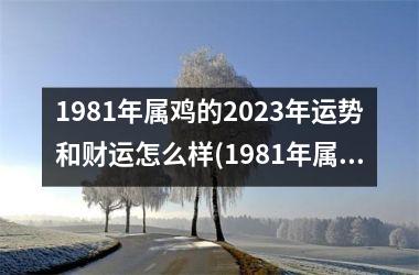 1981年属鸡的2023年运势和财运怎么样(1981年属鸡的2023年运势运程)