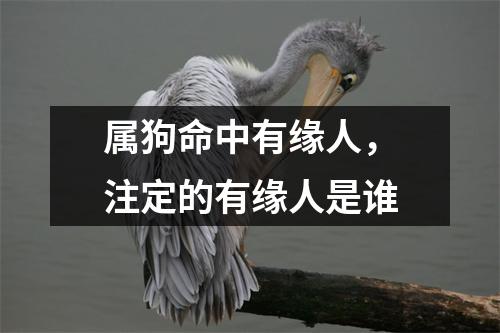 <h3>属狗命中有缘人，注定的有缘人是谁