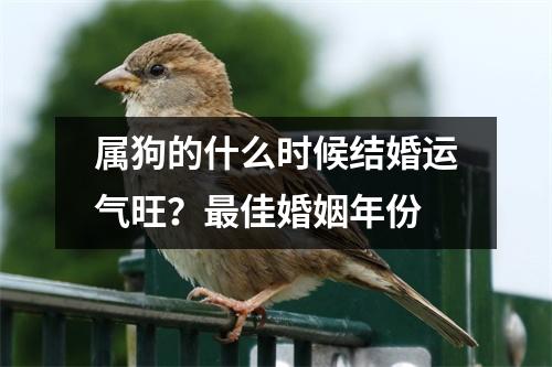 <h3>属狗的什么时候结婚运气旺？佳婚姻年份