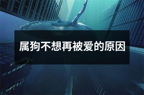 <h3>属狗不想再被爱的原因