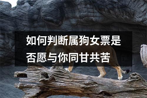 <h3>如何判断属狗女票是否愿与你同甘共苦