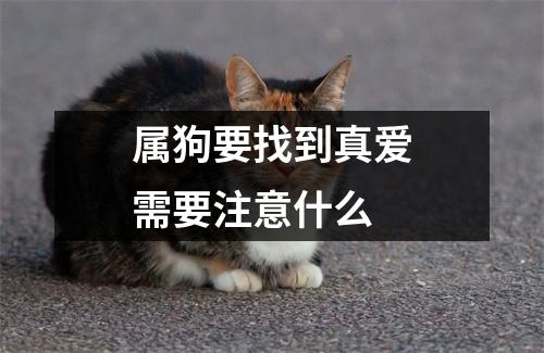 <h3>属狗要找到真爱需要注意什么